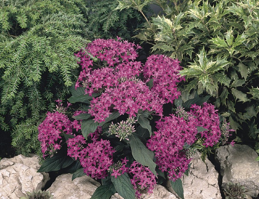 Пентас лаки стар