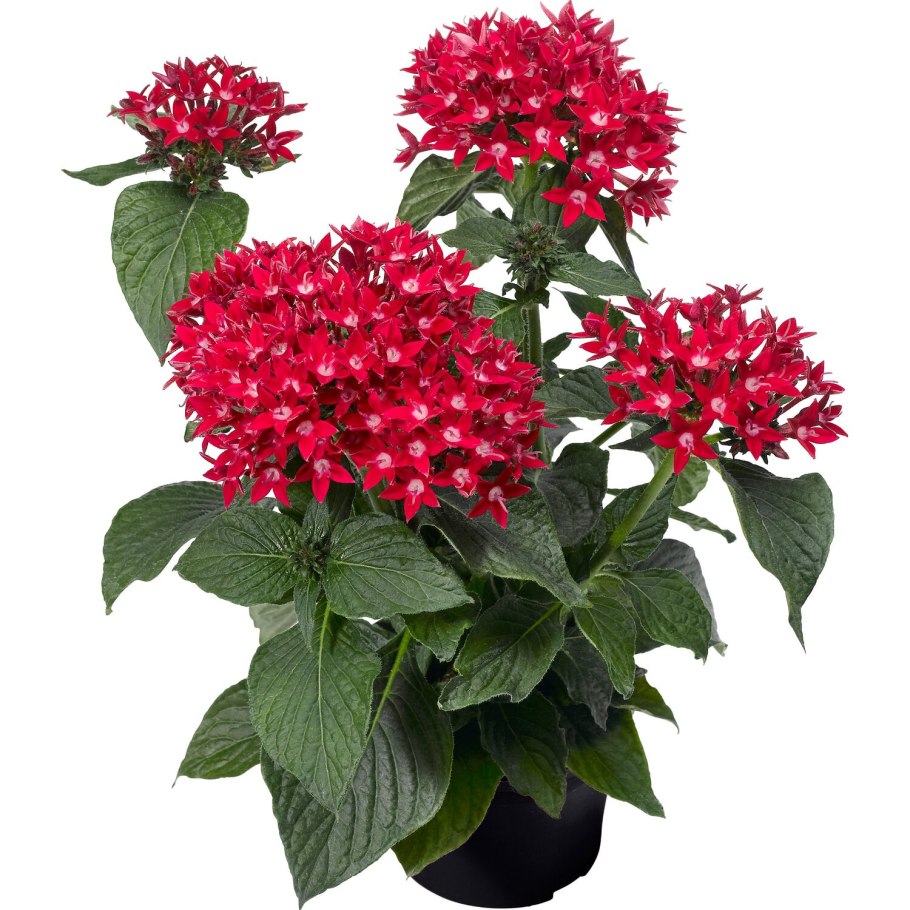 Пентас Старла