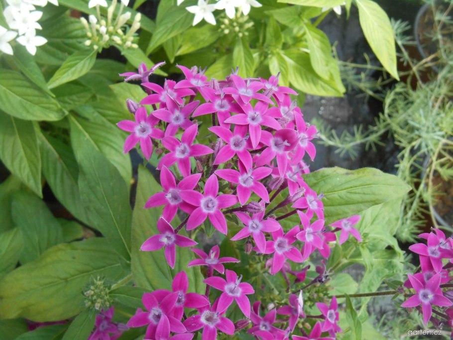 Пентас египетская звезда