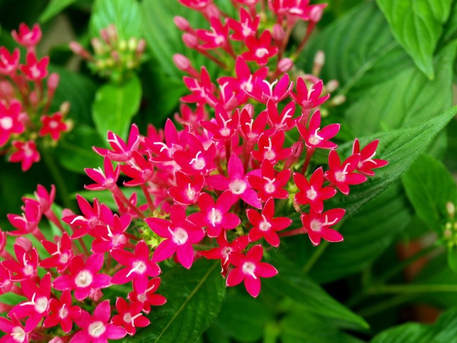 Пентас ланцетовидный микс