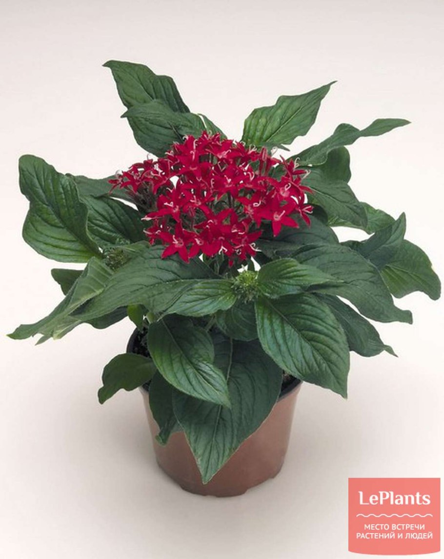 Пентас Lucky Star