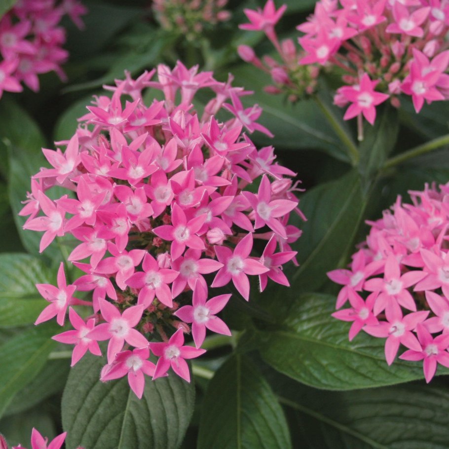 Пентас цветок