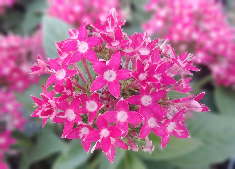 Пентас ланцетовидный (Pentas lanceolata)