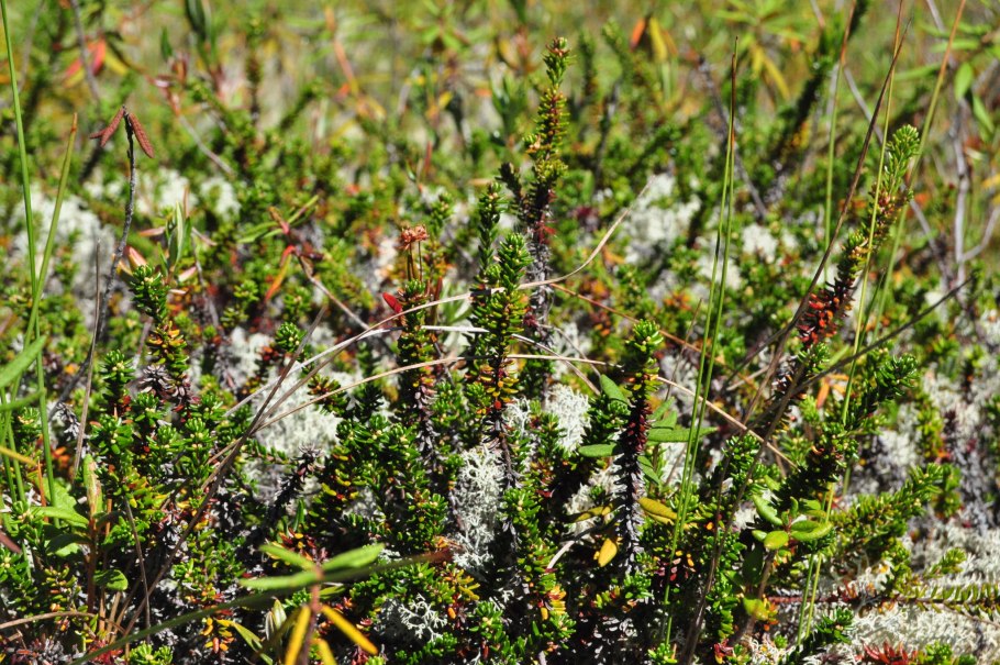 Комнатный цветок Вероника Дубравная