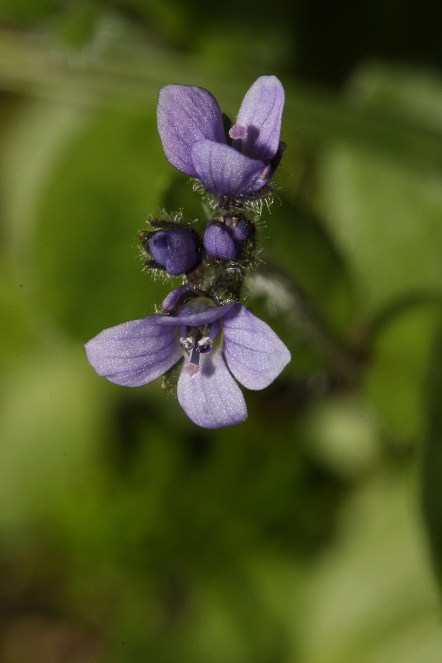 Veronica hederifolia