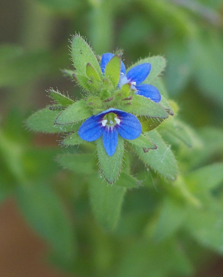 Veronica arvensis