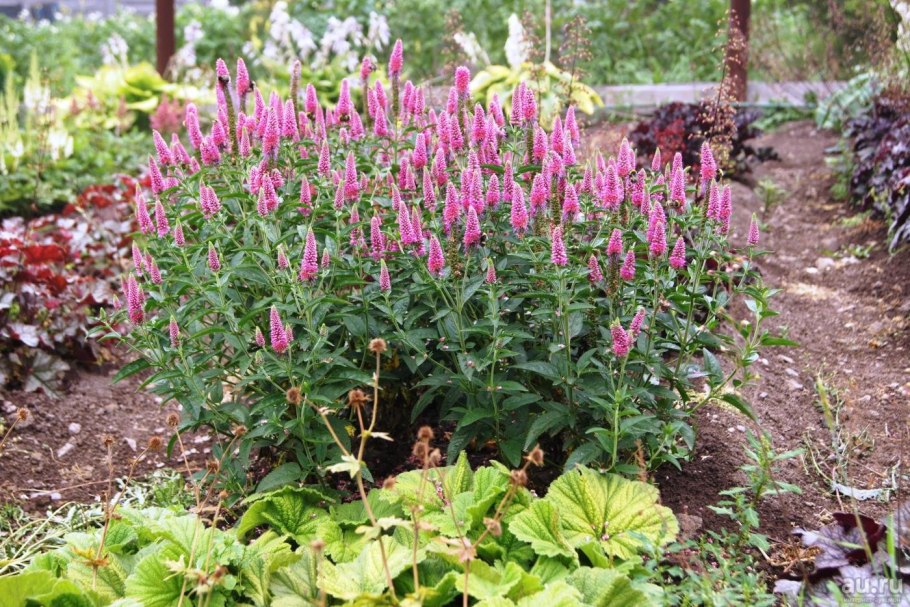 Вероника колосковая ферст лав