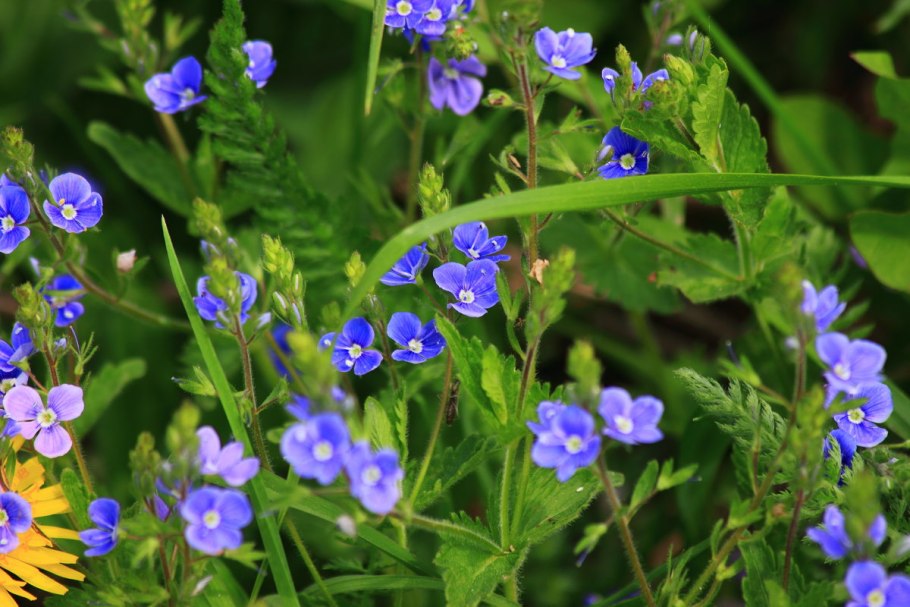 Вероника Дубравная Veronica chamaedrys