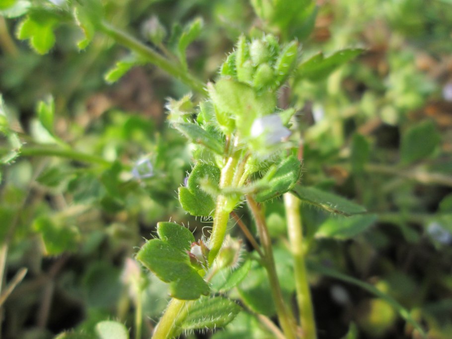 Veronica arvensis всходы