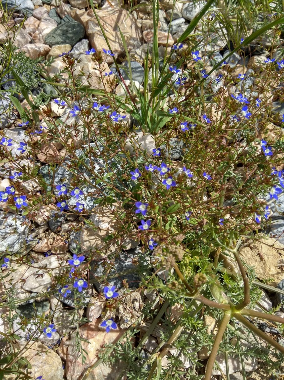 Veronica capillipes nevski
