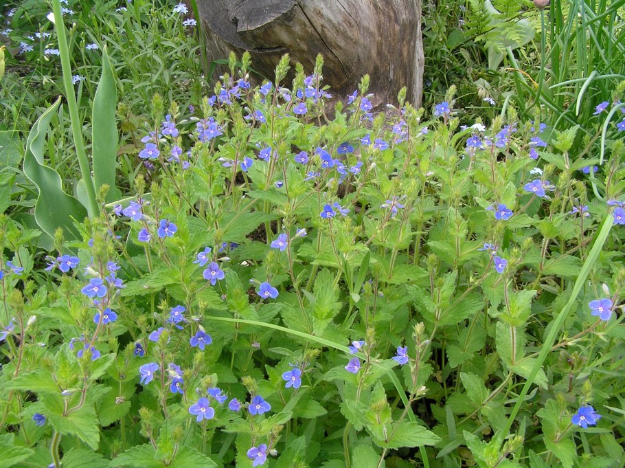 Широколистная лекарственная трава