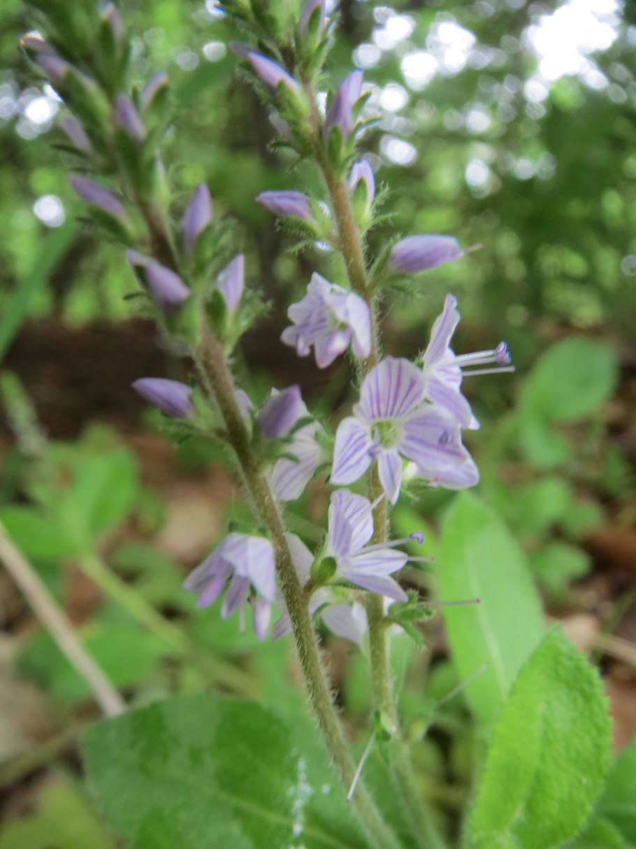 Veronica officinalis