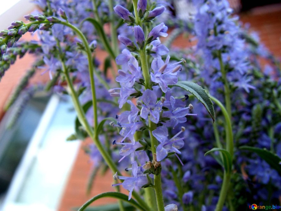 Вероника телефиелистная