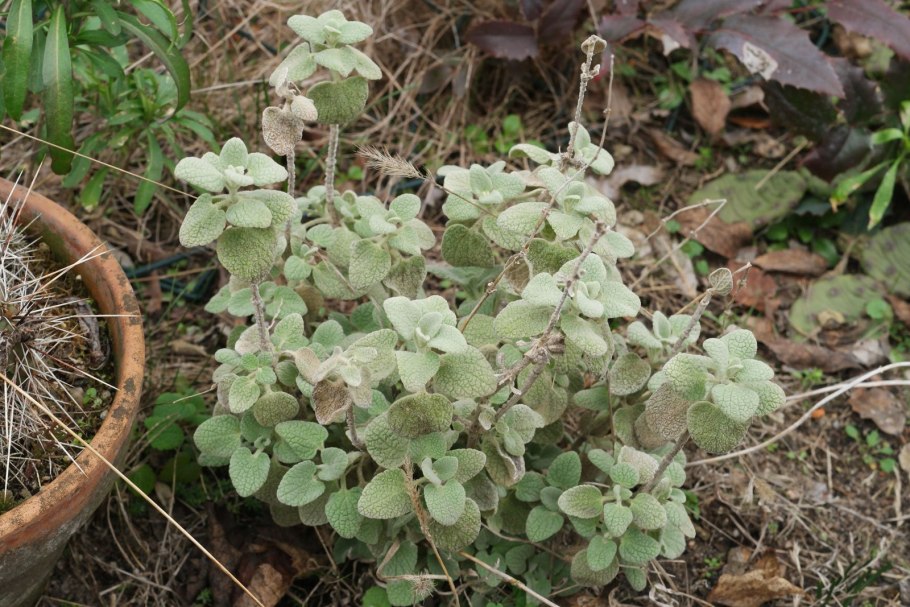 Белокудренник ложноясенцовый