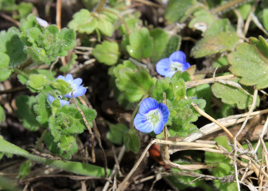 Вероника нитевидная в буковом лесу