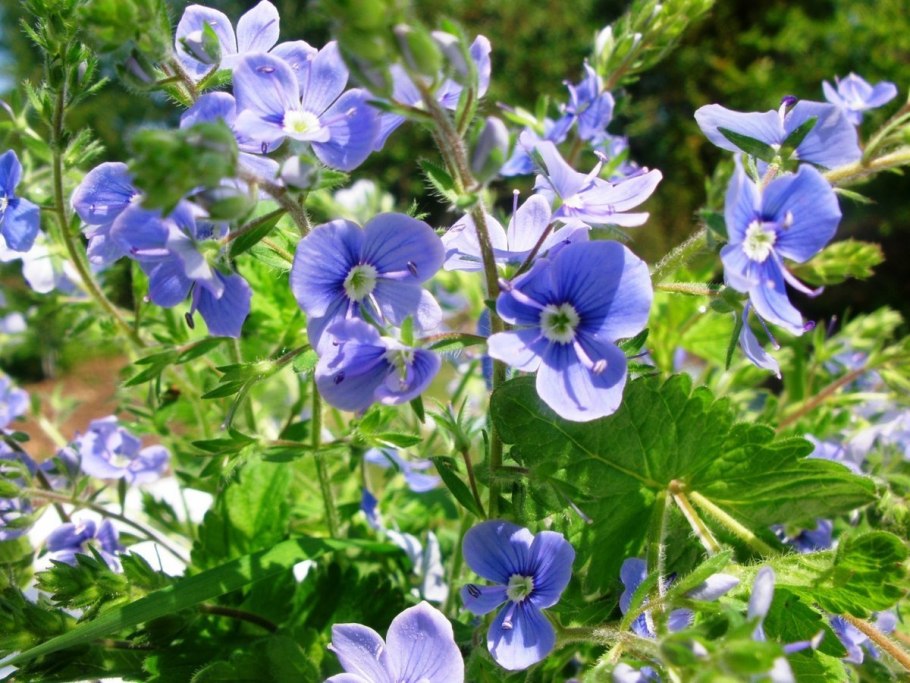 Вероника дубравная полевая