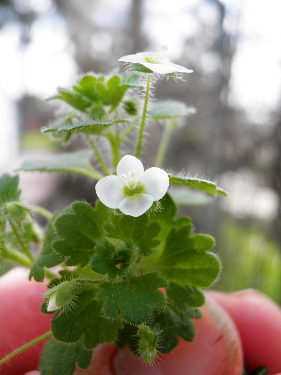 Вероника цимбаляриевая