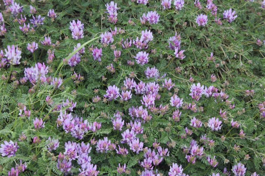 Астрагал рогоплодный