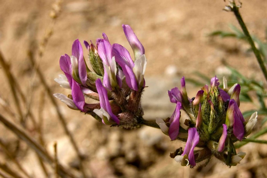 Astragalus uliginosus