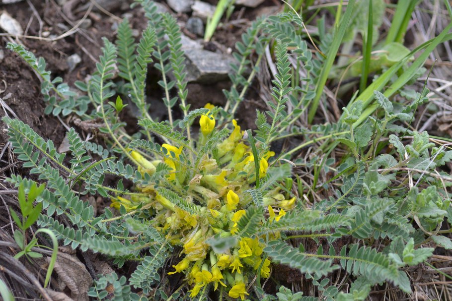 Astragalus longipetalus