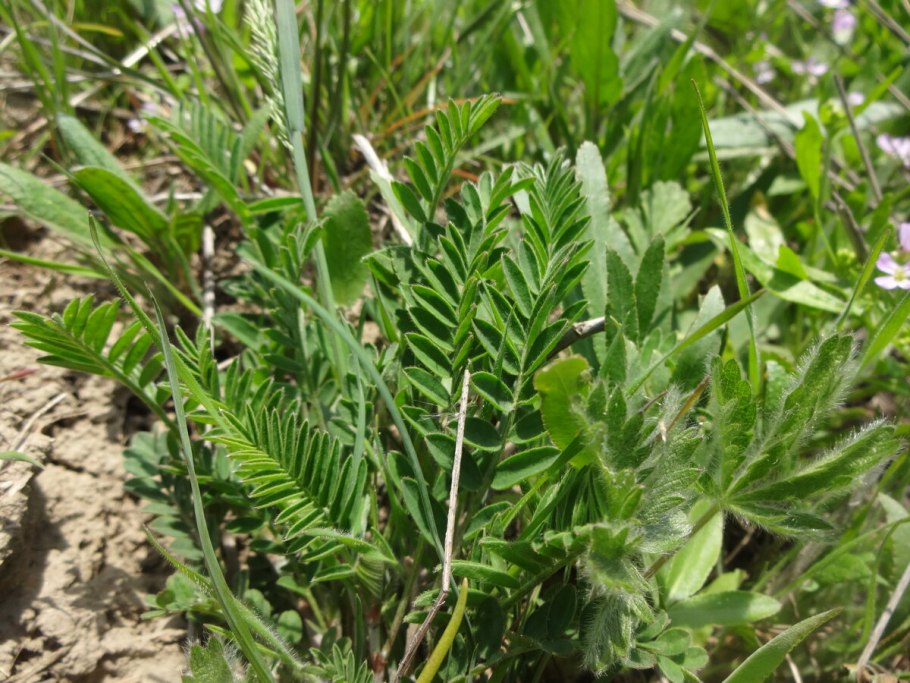 Астрагал Сахалинский