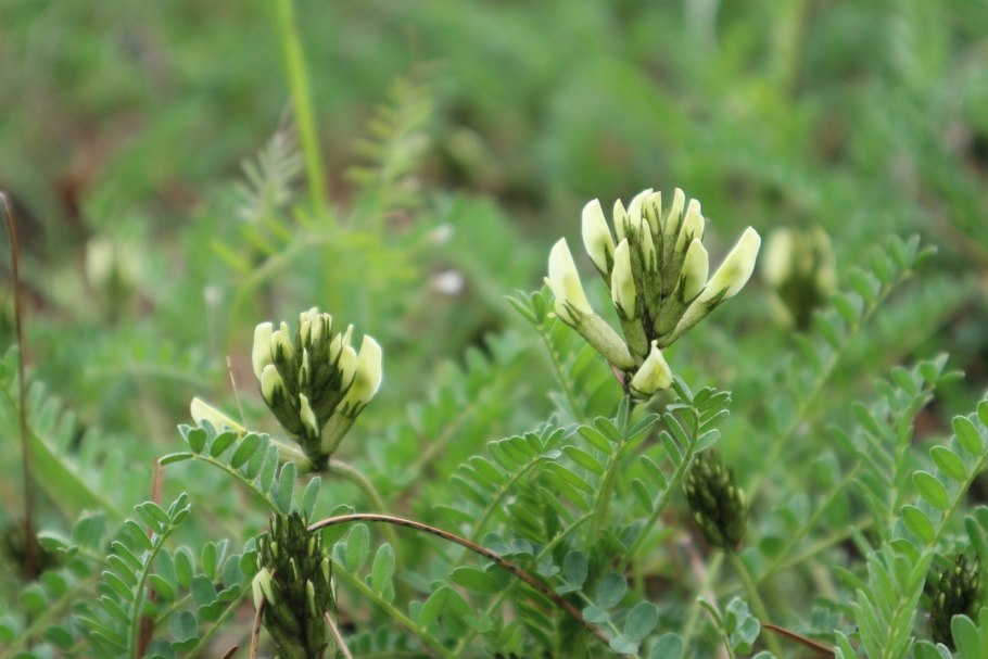 Астрагал нутовый (Astragalus Cicer l.)