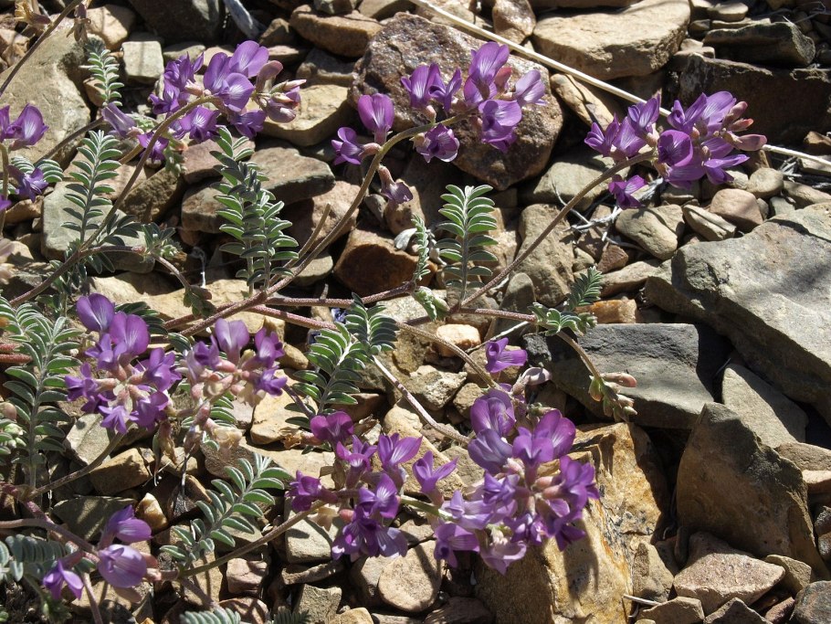 Astragalus inyoensis
