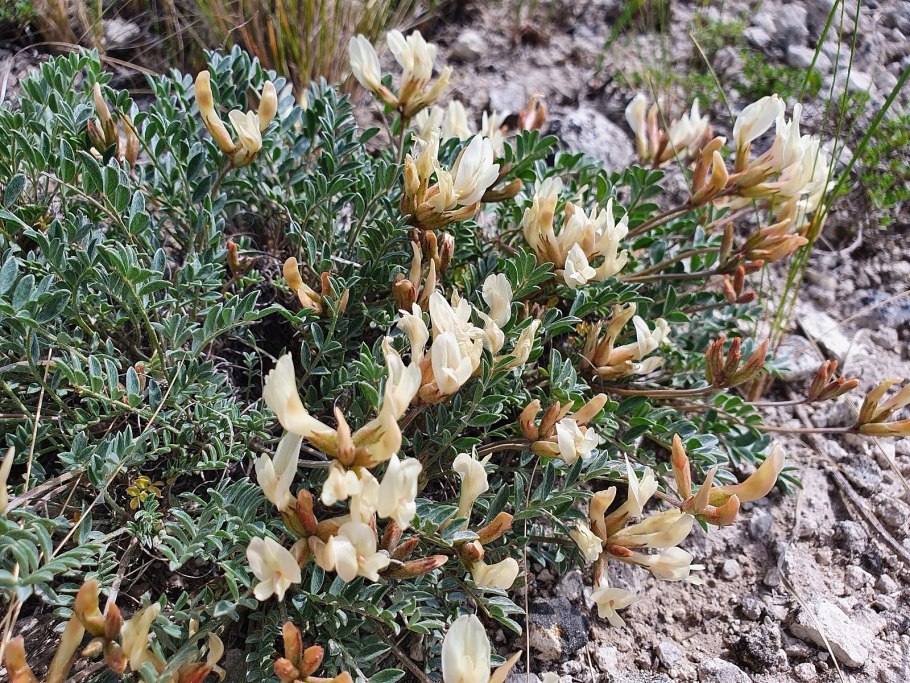 Астрагал гельма