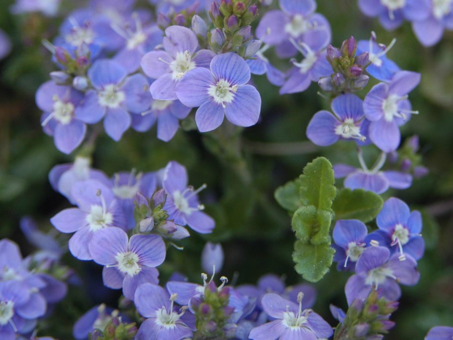 Вероника дубравная veronica chamaedrys