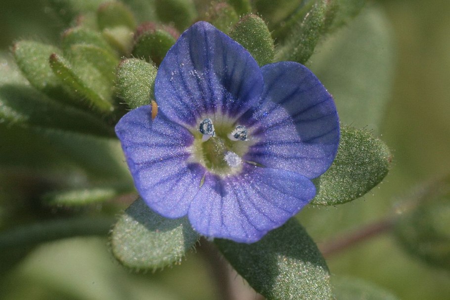 Вероника персидская veronica persica
