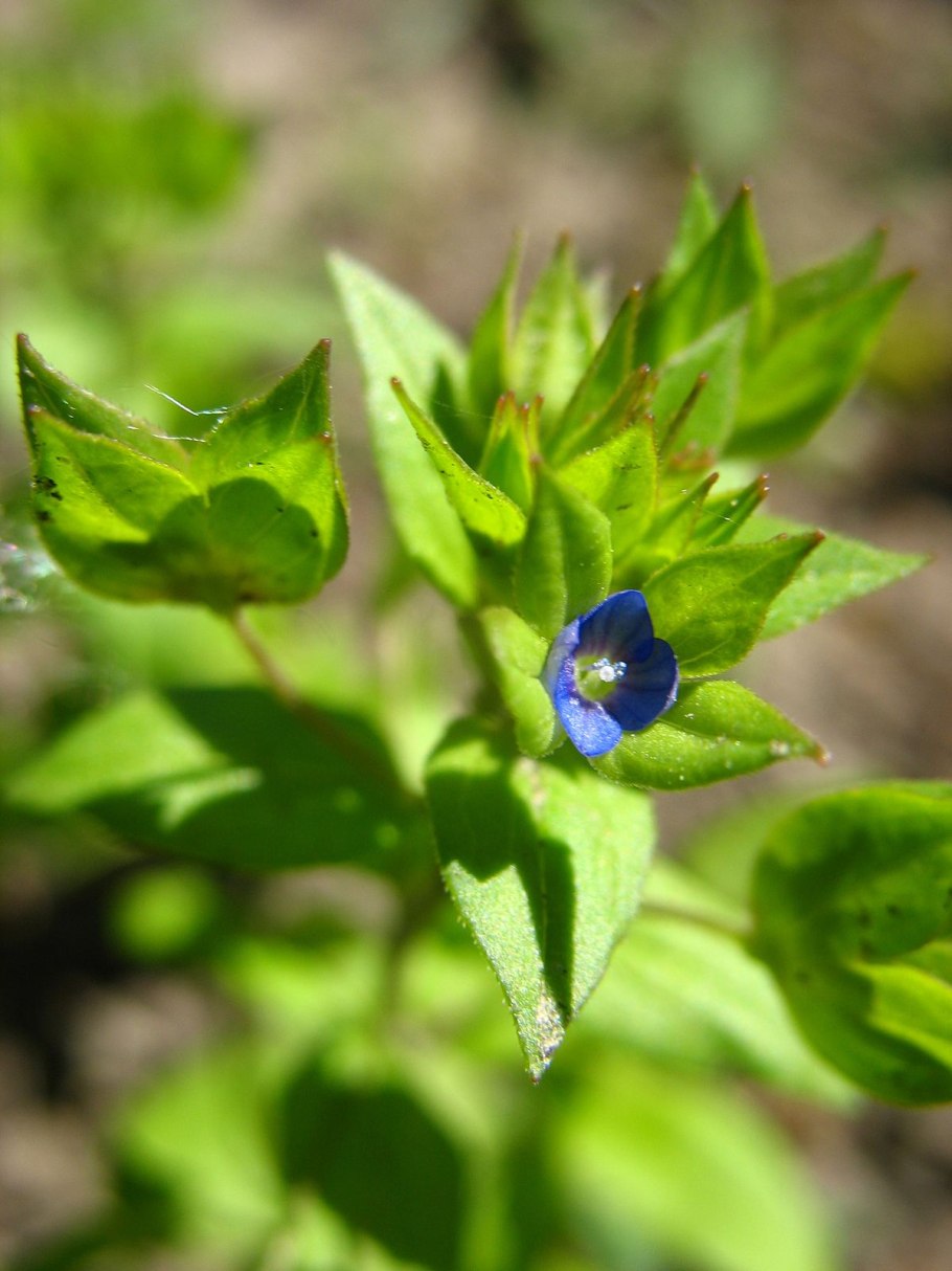 Вероника реснитчатая