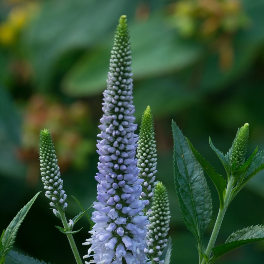 Листья форма Veronica officinalis -