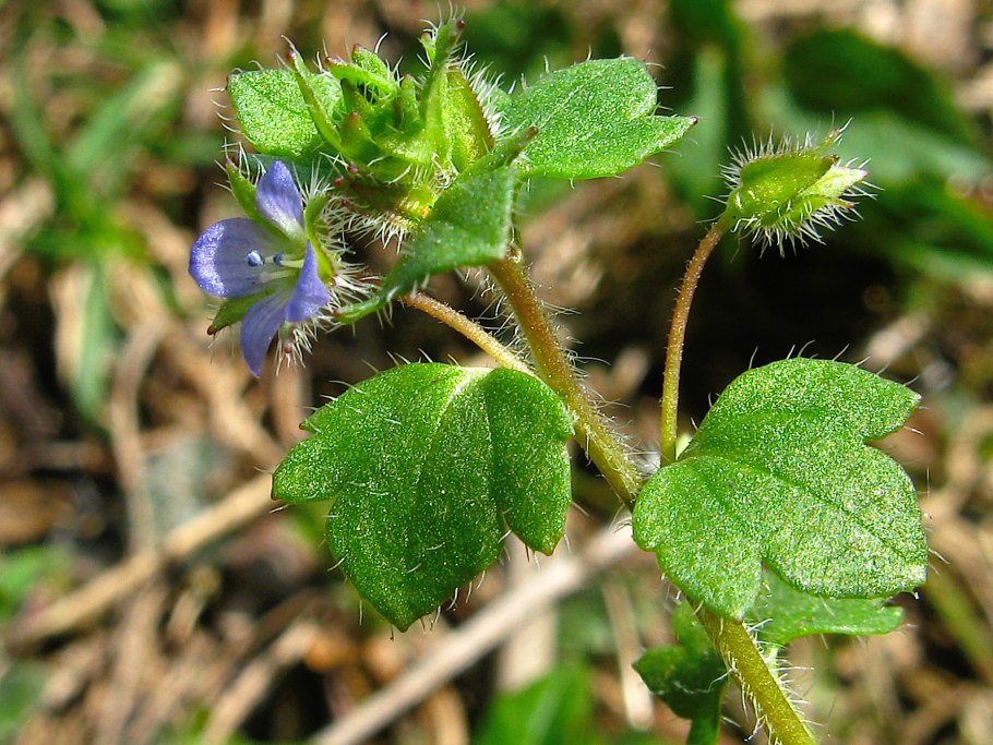 Цветок Вероника плющевидная