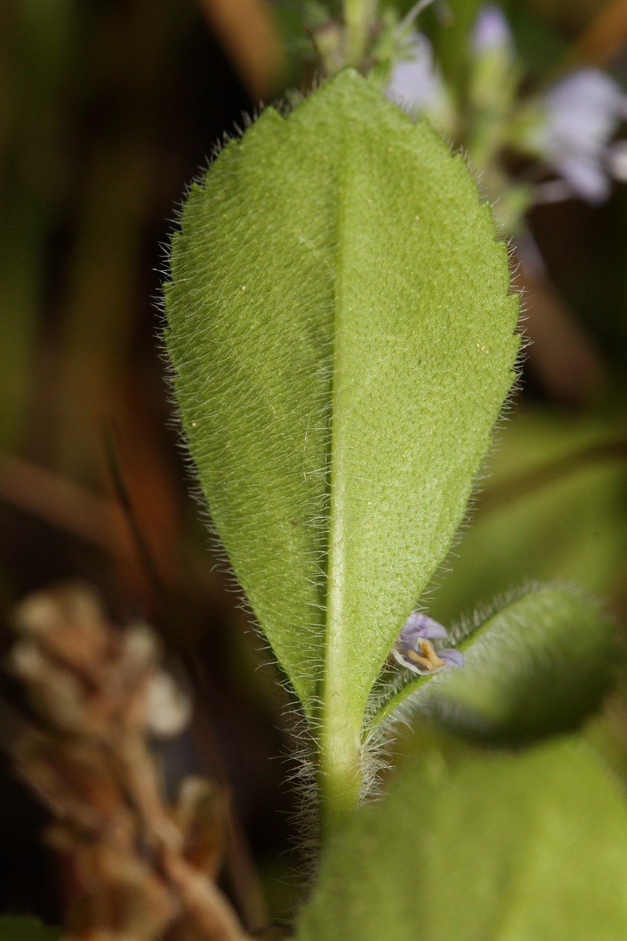 Veronica officinalis