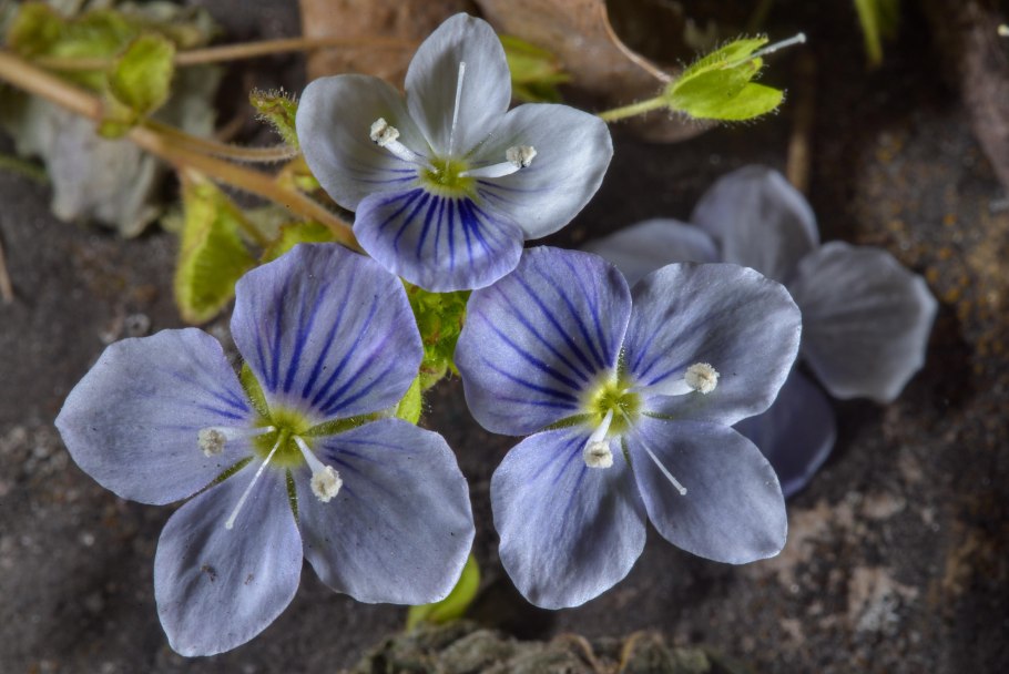 Вероникаструм виргинский (Veronicastrum virginicum)