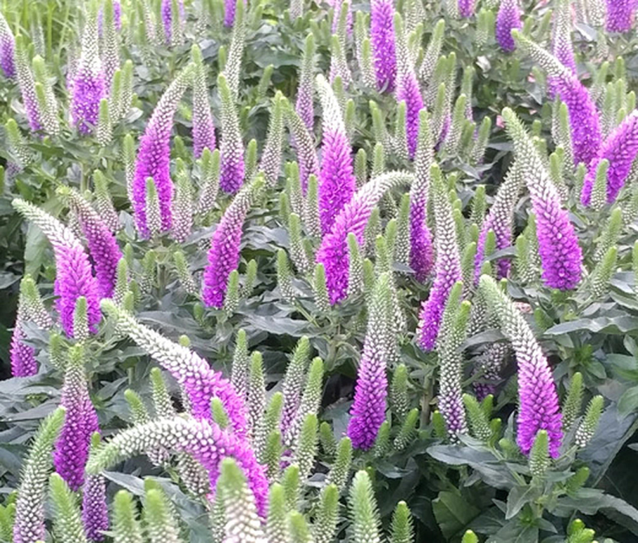 Вероника колосковая атомик ред