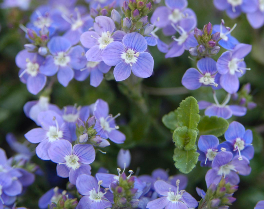 Вероника waterperry blue (veronica blue)