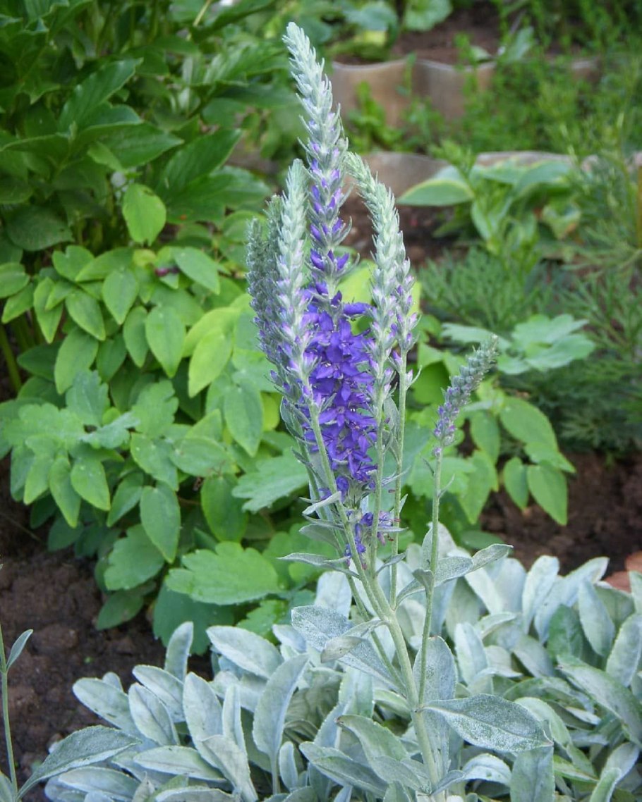 Вероника седая veronica incana