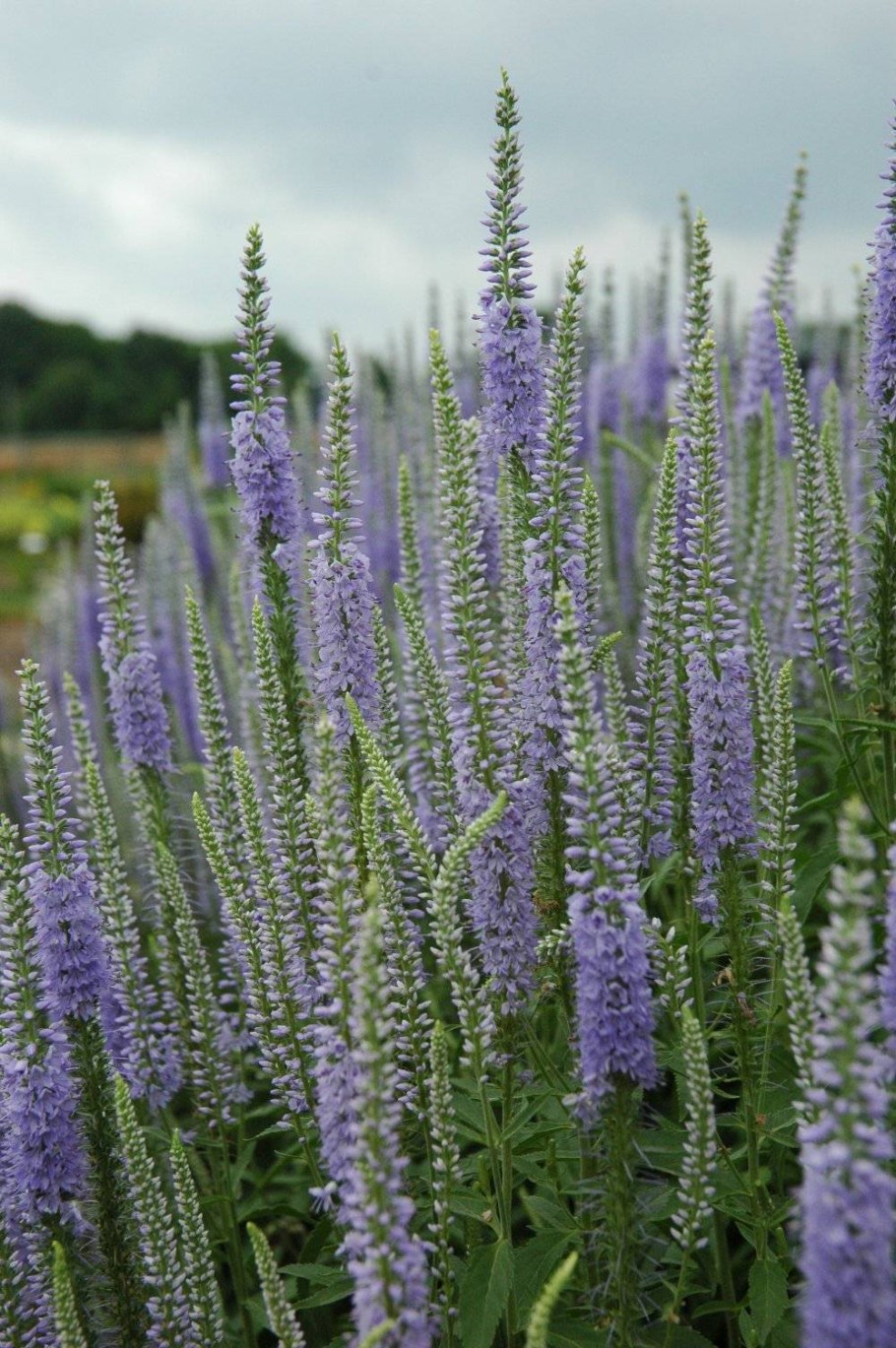 Вероника санни бордер блю