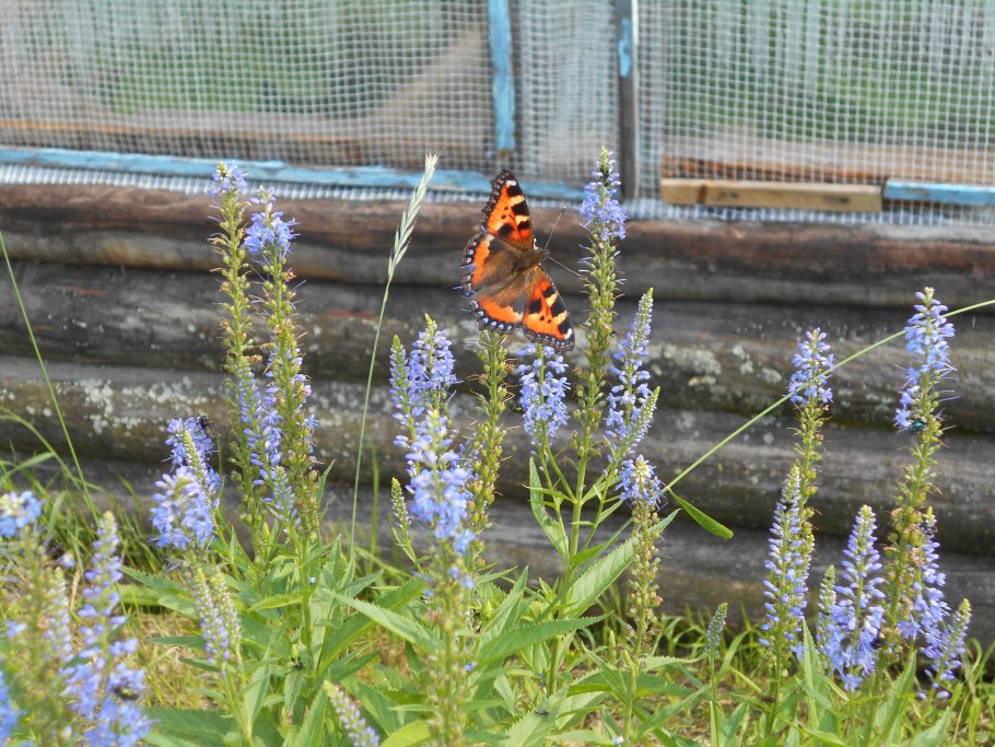 Бабочка крапивница