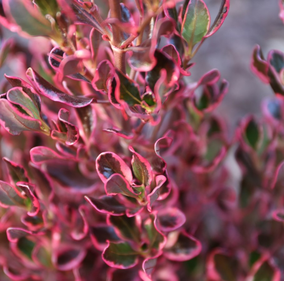 Копросма ползучая