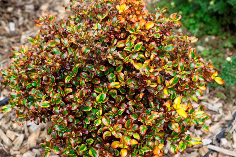 Копросма растение