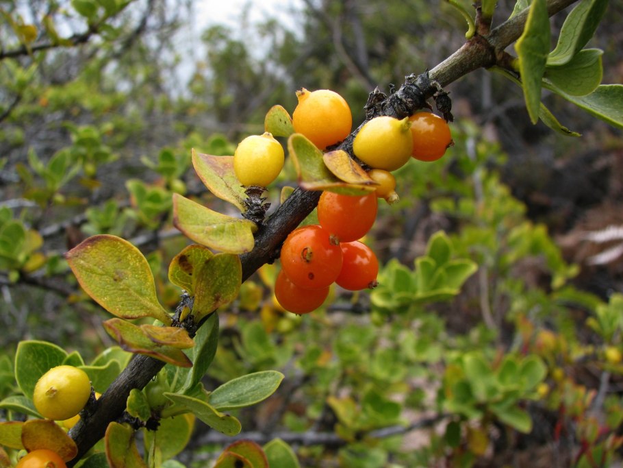 Копросма растение