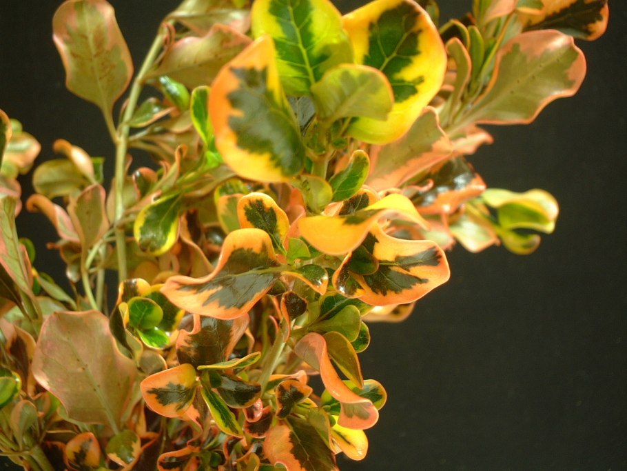 Копросма кирка Вариегата