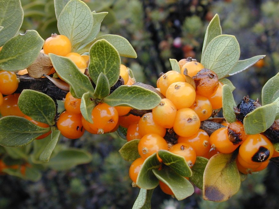 Копросма ползучая