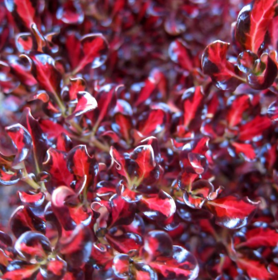 Копросма ползучая фото