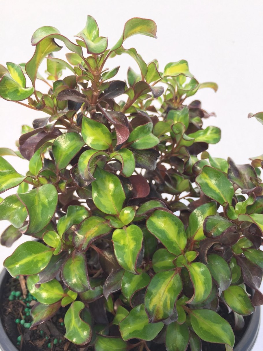 Копросма ползучая