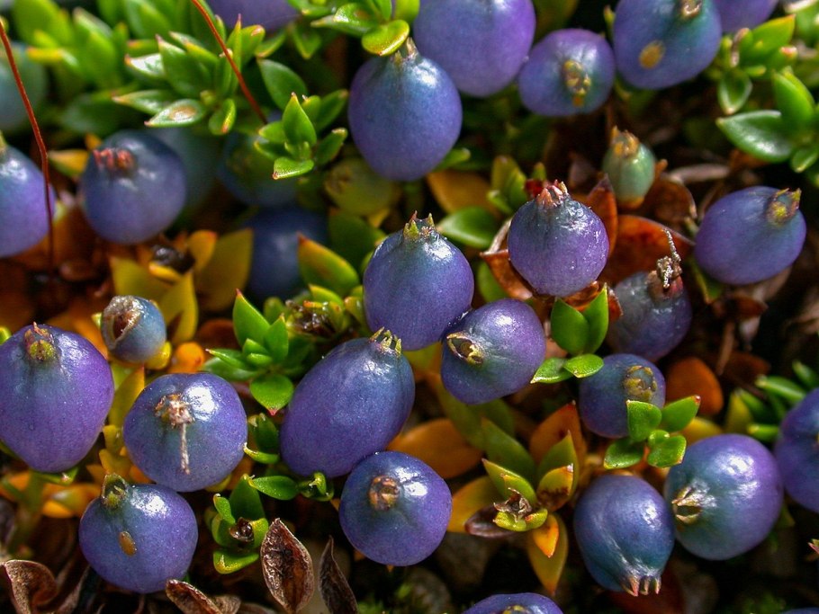 Копросма растение