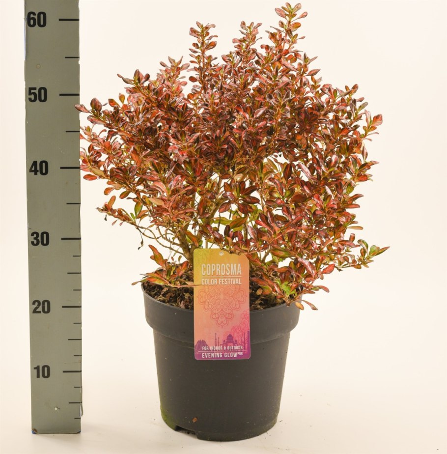 Копросма гибридная