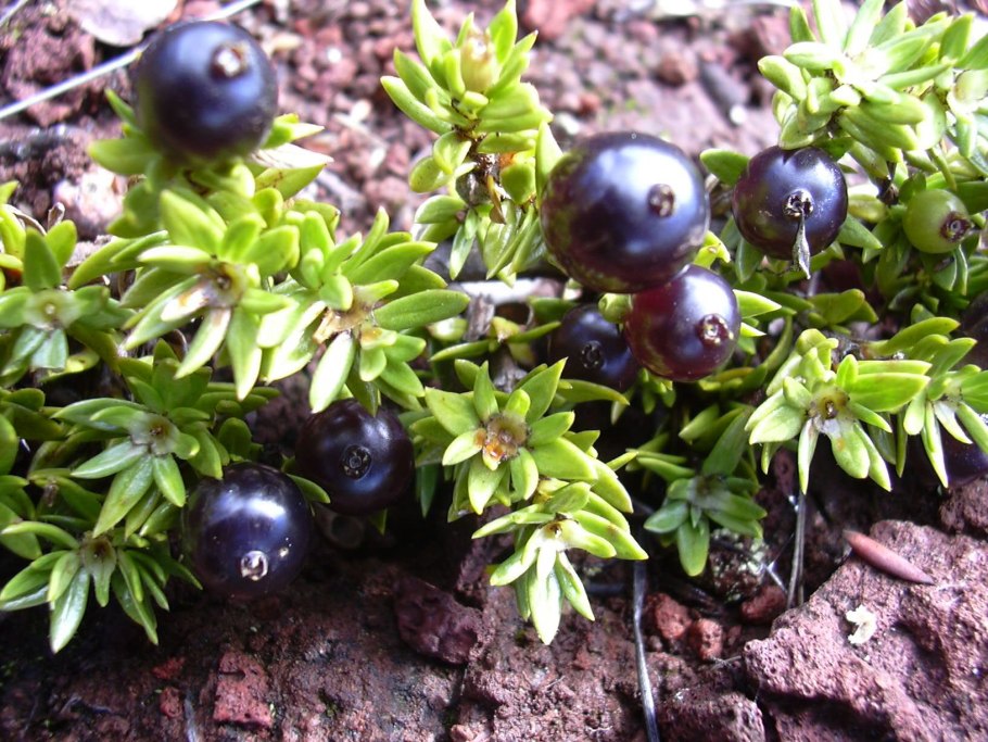 Водяника шикша